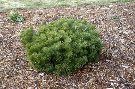 Dwarf Mugo Pine (PInus mugo)
bought this plant at bargain basement prices in the late fall, frorm a discount store.  The label read Dwarf Mugo pine, 3-4 feet tall.  Time will only tell how correct the label is, but I will bet the farm, that it isn't very accurate.