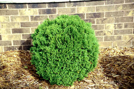 One of the better compact Arborvitae.