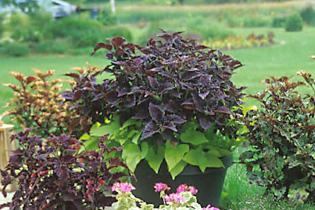 This was the first time I grew the "Sun Coleus".  The center pot with the dark burgundy Coleus and chartreuse Sweet Potato "Margarita" was an interesting combination.  Two very agressive plants that need  pruning through out the growing season. The plants around the sides are also Sun Coleus.