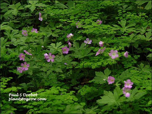 WIld Geranium (Geranium maculatum)
A group of Geranium growing in a moist shaded area in association with Maiden Hair Fern. (May 19)