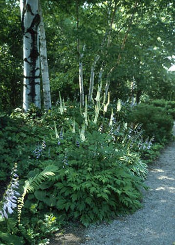 A large mature plant in the shade of some Birch trees.