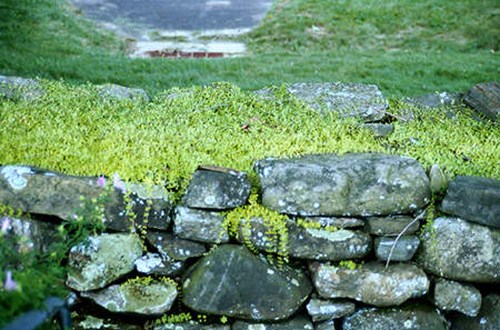 Sedum sarmentosa on a nice Lichen covered rock wall.