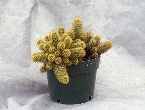 A small pot of the cactus demonstrating how it will flow out of the pot.