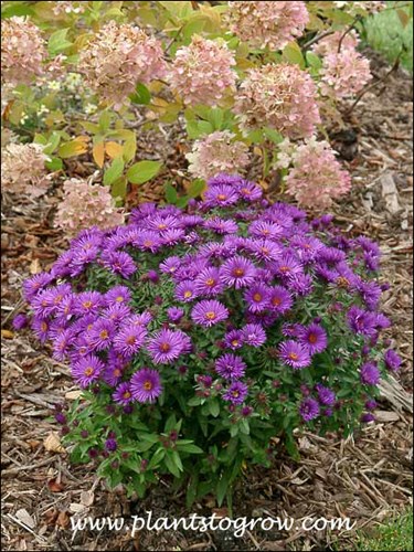 Aster Purple Dome planted in front of Hydrangea Lime Light (End of September)