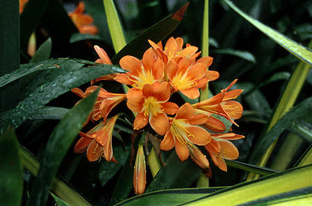 A picture of the flower cluster.