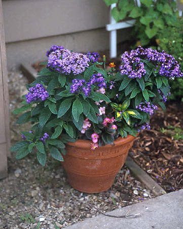 A pot of Heliotrope "Marine".  Although not  strong, this pot produced a nice sweet smell.