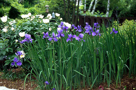 Siberian Iris
A old planting of Siberian Iris in front of a Peony called Krinkle White