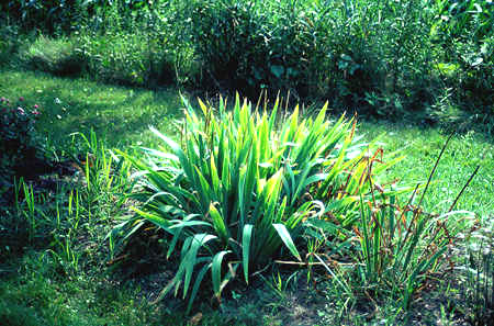 This is a 3-4 year old clump in late August. The deterioration of the foliage is typical of Bearded Iris at this time of the year.