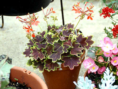A neat dwarf Geranium called Vancover. It has brownish/purple leaves that have a yellow to green edge.  The flowers are reddish/orange.