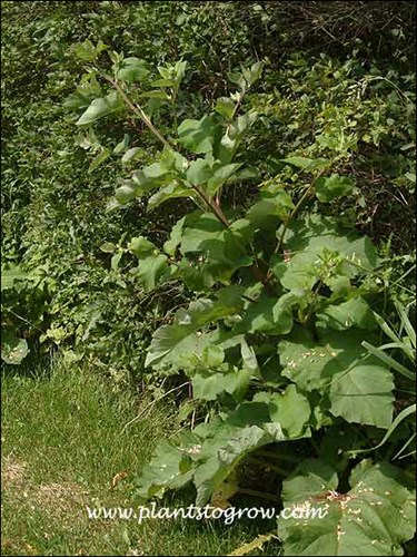 Common Burdock (Arctium minus)
This plant was 4-5 feet tall. It was growing on the edge of a wooded area and was stretching for light. (phototropism)