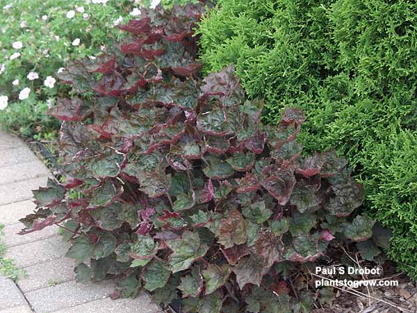 The Palace Purple is competing for space with a Dwarf Arbortivae "Little Gem".