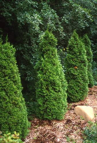 "Pyramidalis" is a slimmer version of the Arborvitae.