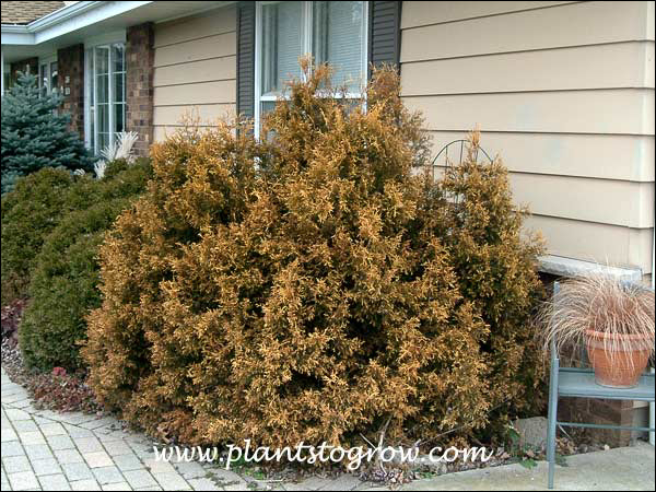 Rheingold arborvitae (Thuja occidentalis) 
A 10 plus year old plant that is 5-6 by 6-8 feet.