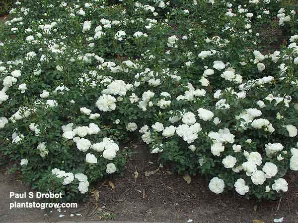 Meidiland Rose "White"