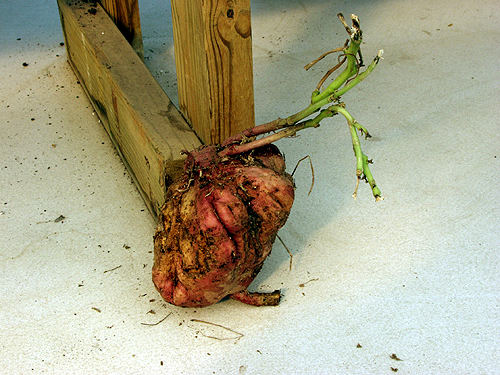 This is the tuberous root of a 2 year old plant.  The groves and scares are from being transplanted and dug out of other pots. It is around the size of a softball.