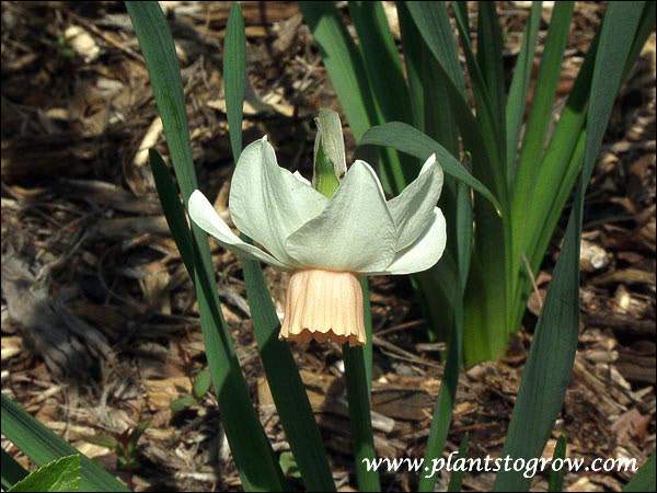 Daffodil "Foundling" has white flowers with reflexing petals and a rose-pink cup. Reaches 10"-12" and is a midseason bloomer.