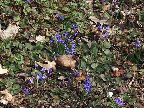 Some of the blue flowering Glory-in-the-Snow growing up through some ground cover.  This picture was taken in early April.