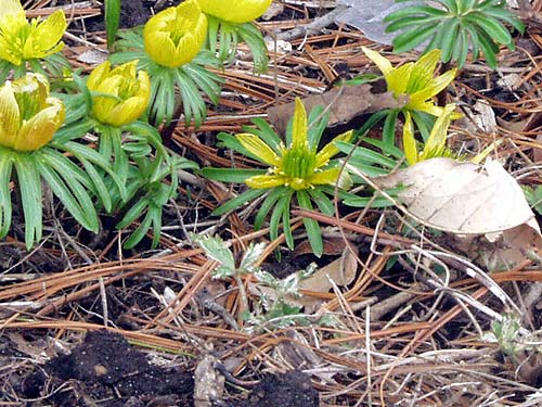 A close-up of some flowers that are open and some that are closed. The yellow flowers are subtended by a jesters collar of green bracts.