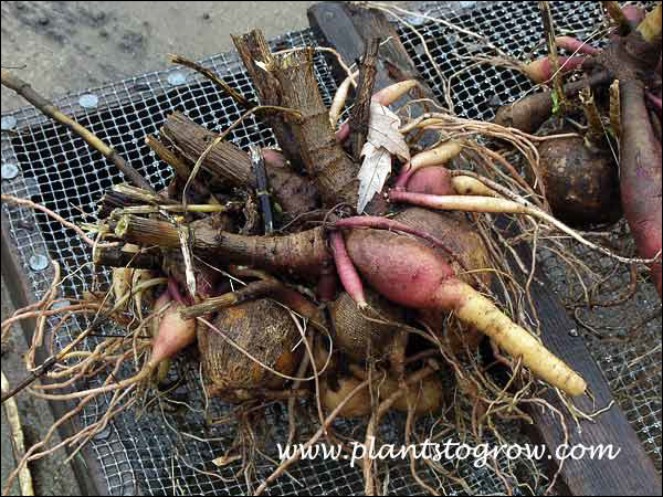These tuberous roots of Dahlia will be dried and stored in a cool dry location.
