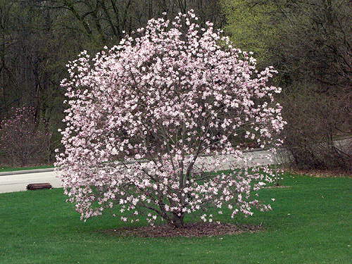 The beautiful pink color of this Magnolia.