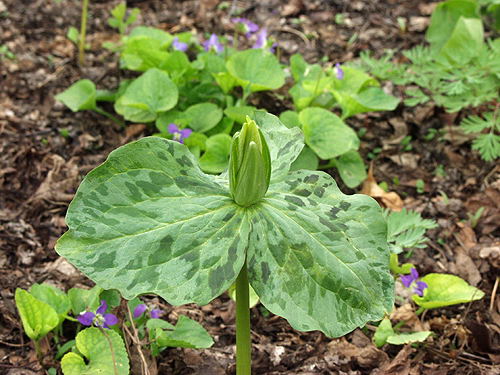 Yellow Trillium (Trillium luteum) 
This picture was taken at the end of April.  The flowers are still closed. Note the stalkless (sessil) leaves.
