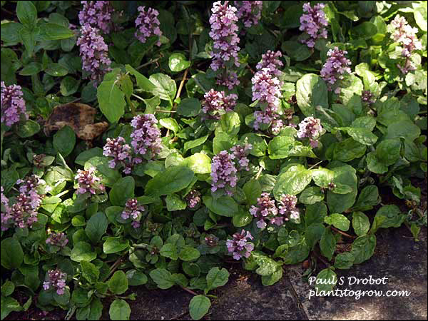 This patch of Purple Torch had the best flowers in this area of the garden. The plants were growing in semi-shade.