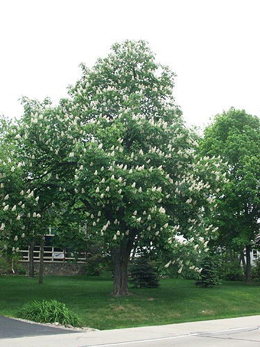 A large plant in a front yard.  Picture was taken in early June.