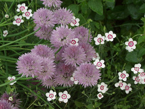This a picture of Dianthus "Artic Fire" (Dianthus deltoides) and Chives (Allium) blooming in mid June.