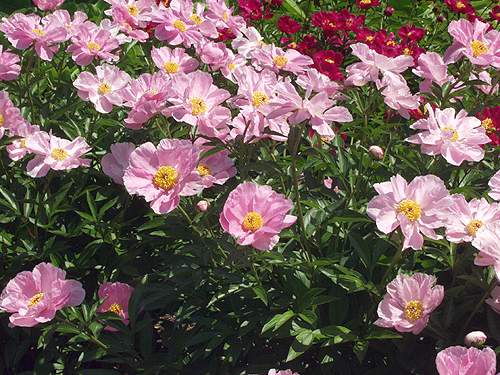 Peony Helen
Double row of broad rounded petals of deep shell pink,  golden stamens, stems tall and erect., foliage dark green and heavy. Early midseason.
Lactiflora group
1922 Thurow
(American Peony Society)