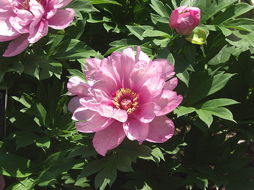 Peony "First Arrival" 
Semi-double Itoh hybrid, 4-5 inch lavender pink, fades to a lighter pink, no pollen or seeds,  24" stems, dark green foliage, mid-season
Itoh group
Anderson
1986
(American Peony Society)
