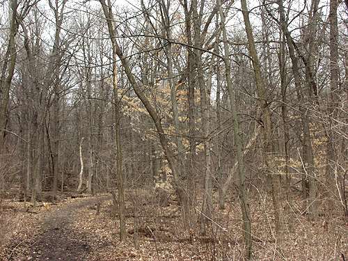 This picture was taken in early April.  The small tree in the center is a Beech. The light brown leaves are still hanging on from last season.