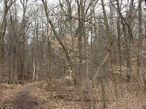 This picture was taken in early April.  The small tree in the center is a Beech. The light brown leaves are still hanging on from last season.