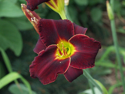 Daylily Ed Murray
introduced in 1971, 30" tall, midseason bloom, 4" black red flowers with a green throat, diploid plant