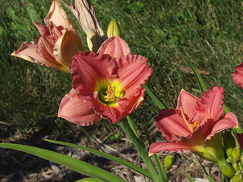 Daylily "Woodside Romance" introduced in 1995, 27" tall, midseason bloom, 5" rose flowers with yellow green throat, diploid plant