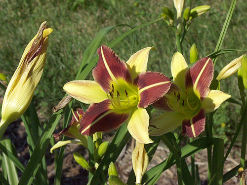 Daylily  'Howdy'
introduced in 1995, 34" tall, midseason bloom, 8" flowers with yellow sepals and reddish purple petals and a yellow throat