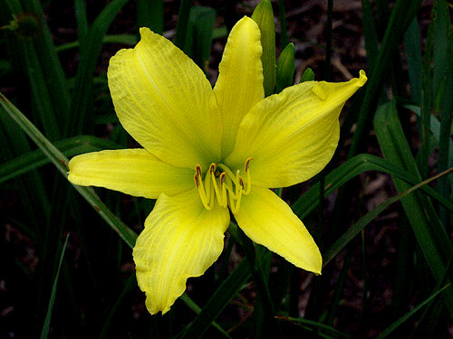 Daylily  "Hyperion"  introduced in 1924, 40" tall, midseason bloom, light green yellow flowers, diploid plant