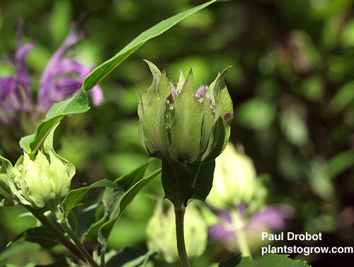 A flower just about to open.