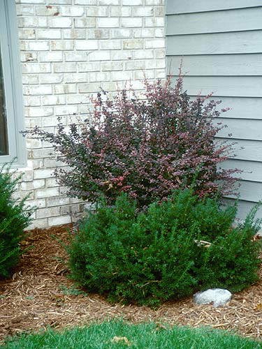 The reddish color of the plant goes nicely with the color of the house.