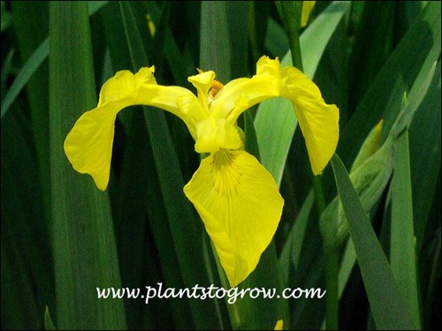 Yellow Flag Iris (Iris pseudacorus)
Although this has a beautiful flower, it is considered an invasive plant in some areas. Removal of the seed pods will control it's reseeding habit.