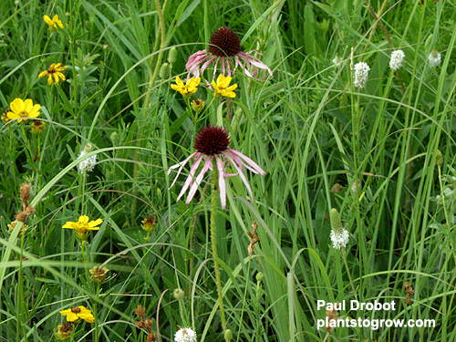Pale Purple Coneflower, White Prairie Clover and a Coreopsis