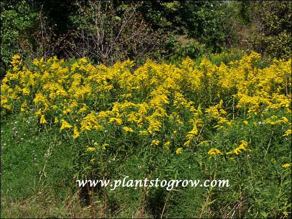 A large, dense colony of the Canadian Goldenrod. These plants were almost 5' tall. They are in a battle with the encroaching Crown Vetch.