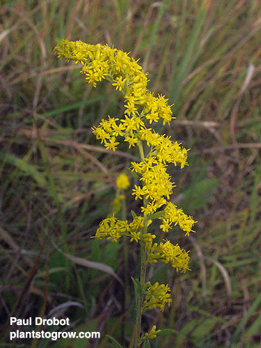 Old Field Goldenrod (Solidago nemoralis)
This Goldenrod has a bit of a different type of flower as compared to the ones normally seen growing in the fields around southeastern Wisconsin.  Much smaller, with a thinner plume that tends to lean towards one side.