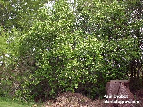This is a large Nannyberry by my compost bin.  It has multiple trunks and is over 15' tall by 10' spread.