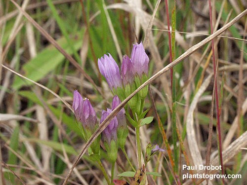The flowers of this Gentian are bore in clusters but each flower is on an individual stem.