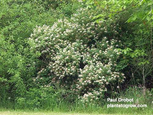 Honeysuckle (Lonicera) 
A white flowering shrub.