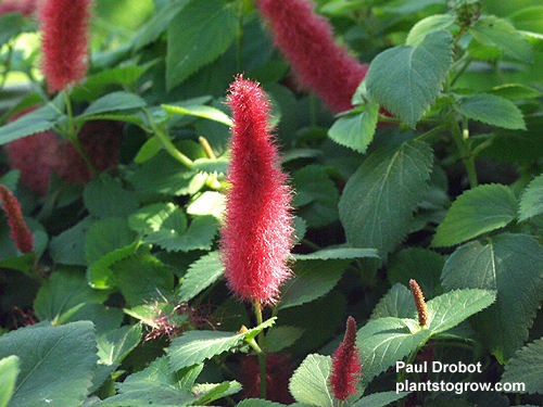 Chenille Plant (Acalypha hispida)
The flower is apetalous lacking petals. The tassel is formed from the long styles of the flower.