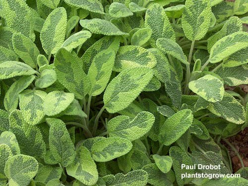 Gold Variegated Sage (Salvia officinalis) A multifaceted plant that is used ornamentally or as a herb.The foliage has shades of green, yellow and gold.