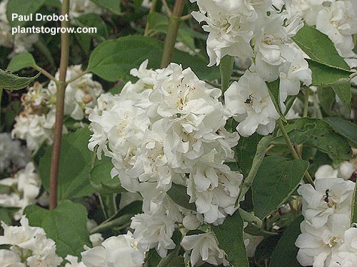 A close-up of the very fragrant, double white flowers.