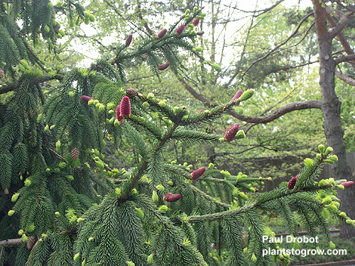 Acrocona Norway Spruce (Picea abies Acrocona)
The raspberry red new spring cones.