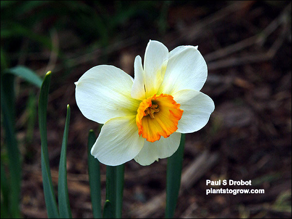 Narcissus Barret Browning 
White with an orange cup. Reaches 14-16" tall and excellent for perennializing.  An early season bloomer.